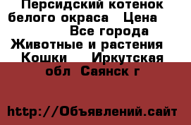 Персидский котенок белого окраса › Цена ­ 35 000 - Все города Животные и растения » Кошки   . Иркутская обл.,Саянск г.